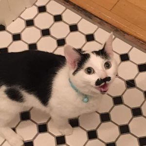 Meet your Posher, Patt